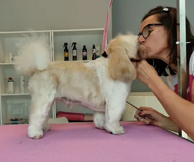 Salon Strzyżenia Psa i Kota